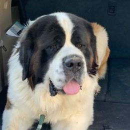 Saint Bernards from Heather's Noble Saints