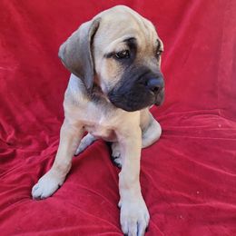 Cane Corso Puppies from RRR Corsos