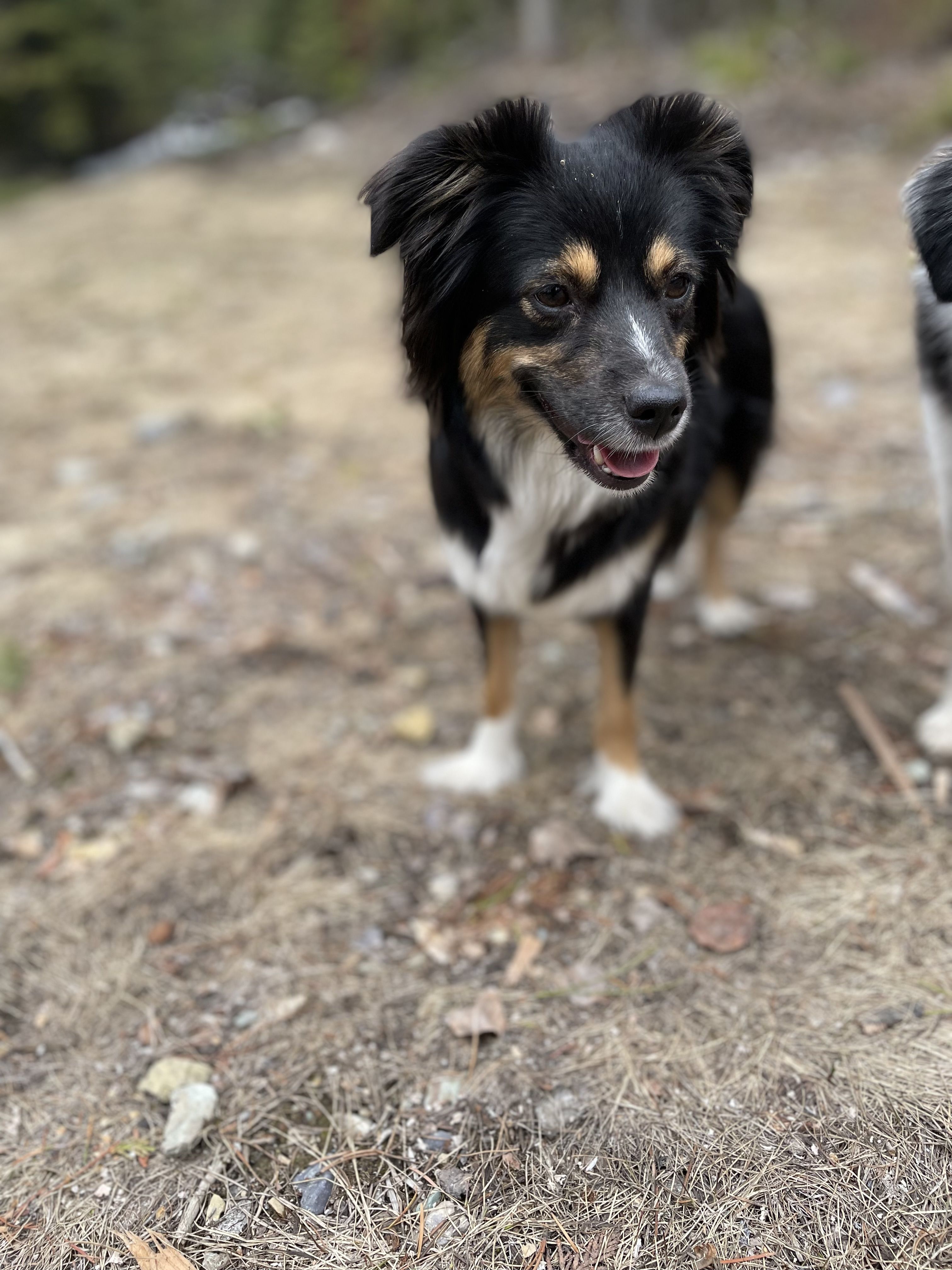 MT Ridge Aussies in Montana | Toy Australian Shepherd puppies | Good Dog