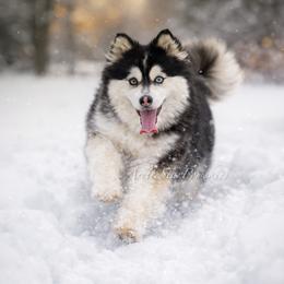 Dixie - Pomsky