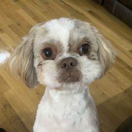 Ruby - Shih Tzu
