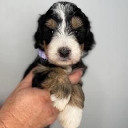 Girl 1 - Tri-color female Bernedoodle puppy in Surprise, Arizona from Huckleberry Doodles