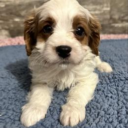 Lloyd - Blenheim male Cavapoo puppy in Camden, Michigan from FurEver Friends Finder