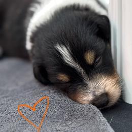 Orange - Tri-color male Border Collie puppy in Blue Ridge, Georgia from Hill Valey Border Collies