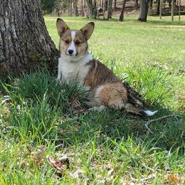 Natural tail, triple clear, OFA parents, CKC - Red and white female American Corgi puppy in Harpursville, New York from Rex Farm Corgis