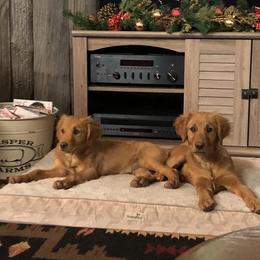 "The girls" Golden Retriever Puppies from Ponderay Golden’s