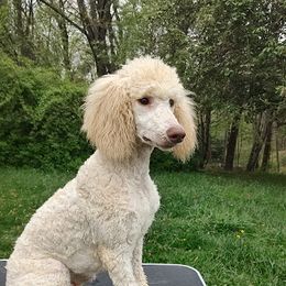 Cream Boy - Cream Poodle puppy in Independence, Virginia from Amberly Standard Poodles