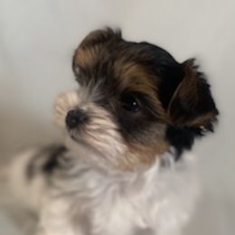 Chili - will be small - AKC - Parti male Yorkshire Terrier puppy in Phil Campbell, Alabama from MagnoliaYorkies