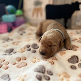 Golden Retriever Puppies from Sunshine Mountain Retrievers