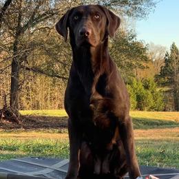 Boo - Labrador Retriever