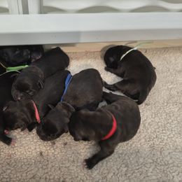 Boy 5 - male Staffordshire Bull Terrier puppy in Georgetown, Texas from Bruhaus Kennels