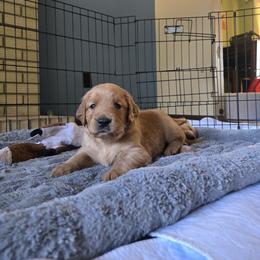 Fiona - Dark golden female Golden Retriever puppy in Portland, Oregon from Mount Hood Golden Retrievers