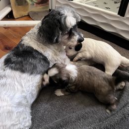 Lowchen Puppies from Potrero Lowchen