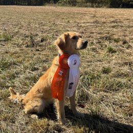 Hope - Golden Retriever