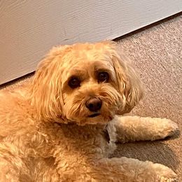 Cockapoo, Cocker Spaniel, and Poodle All Grown Up from The Cocker Cingdom