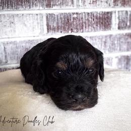 Amor - Black and tan male Cavapoo puppy in Knoxville, Tennessee from Adventure Doodles Club