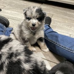 Pomsky Puppies from Michelle's Pomskies