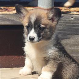 Sable Girl - Sable female Pembroke Welsh Corgi puppy in Bay Area, California from MJ's Corgis