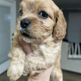 Cavapoo and Shihpoo Puppies from Haus of Doodles