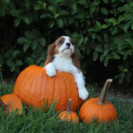 Cavalier King Charles Spaniel Puppies from Ohana Cavaliers