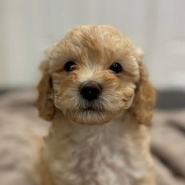 Andy - Apricot male Cavapoo puppy in Martin, Tennessee from Min’s Cava-Cuties
