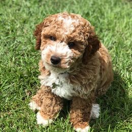 Maya - Goldendoodle
