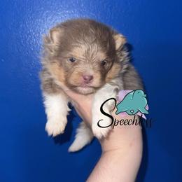 Dopey - Lavender male Pomeranian puppy in Perry County, Ohio from Speechless Pom’s