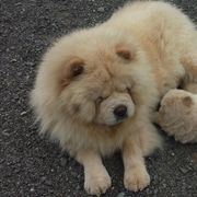 Chow Chow All Grown Up from Twilight Chows