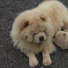 Chow Chow All Grown Up from Twilight Chows