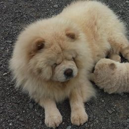 Chow Chow All Grown Up from Twilight Chows