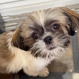 Bobby - Brindle and white male Shih Tzu puppy in Victorville, California from RUMBLE n TUMBLE
