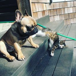  Puppies from Creme De La Creme French Bulldogs