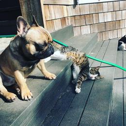  Puppies from Creme De La Creme French Bulldogs
