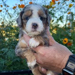 Freya - Blue merle female Bernedoodle puppy in Rock Hill, South Carolina from LolliPop Farms