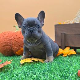 Iggy Azalea - Blue female French Bulldog puppy in Wisconsin from Shameless Bulldogs LLC