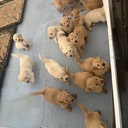 Boy 1 - Dark golden male Golden Retriever puppy in Murrieta, California from The Golden Leash Kennels