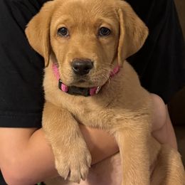 Honeybee - Yellow female Labrador Retriever puppy in Morriston, Florida from Penny Lane Labradors