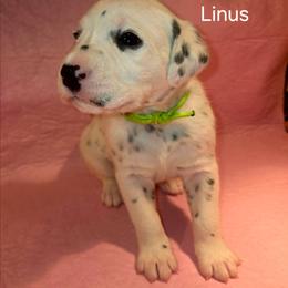 Linus - White and black male Dalmatian puppy in Sharpsburg, Maryland from Antietam Dalmatians
