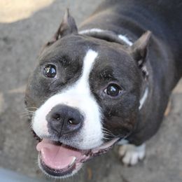 Zoe - American Bully
