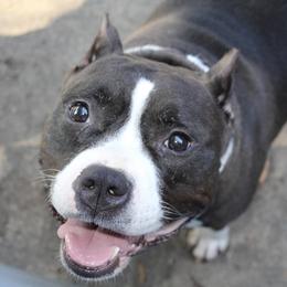 Zoe - American Bully