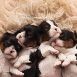 Cavalier King Charles Spaniel Puppies from Westchester Cavaliers
