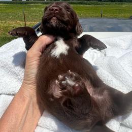 Hank - Chocolate male Dachshund puppy in Carthage, Missouri from Hounds by Mishelle