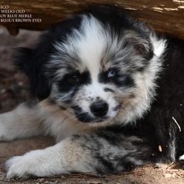 Rico - Blue merle male Miniature Australian Shepherd puppy in Patterson, North Carolina from DreamLine Aussies