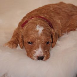 Goldendoodle Puppies from Redhead Doodle Co