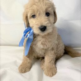 Goldendoodle Puppies from OnlyGoldendoodles