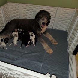 Bernedoodle Puppies from Foothills Family Doodles