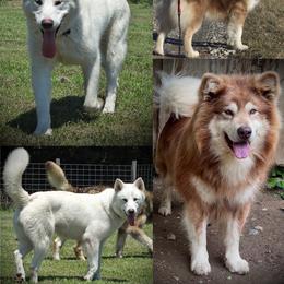 Alaskan Malamute puppies from Moot Manor Malamutes