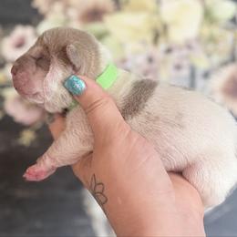 Oolong - Lilac dilute male Chinese Shar-Pei puppy in Lehigh Acres, Florida from Florida Wrinkles