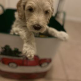 Goldendoodle Puppies from Tina Armstrong's Doodles