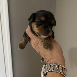 Bonnie - Blue and gold female Yorkshire Terrier puppy in Hot Springs, Arkansas from Weslynn Kennels